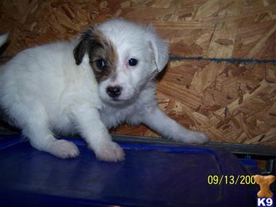 Puppies in DE